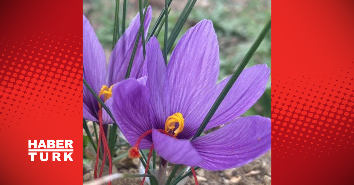  Yürüdüğünüz yollarda hangi bitkileri var biliyor musunuz?